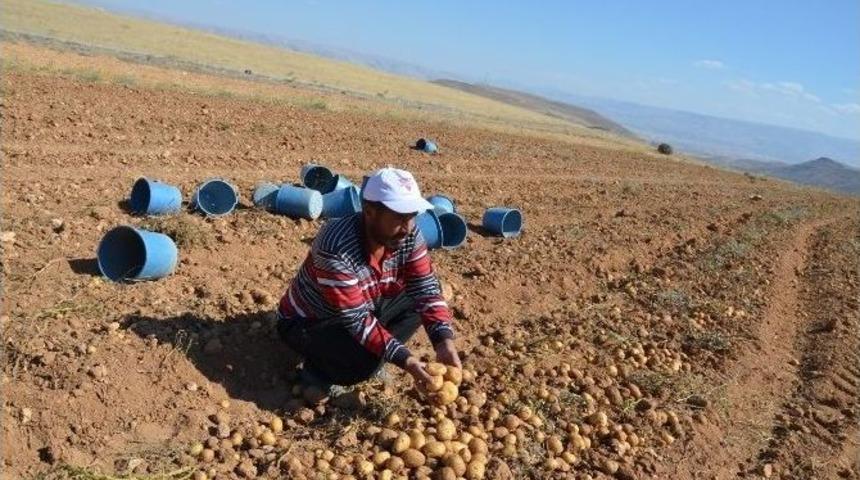 Patates &Uuml;reticileri Dertli