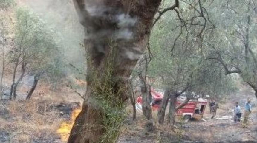 Zeytinlik Yangınına M&uuml;dahale Edildi