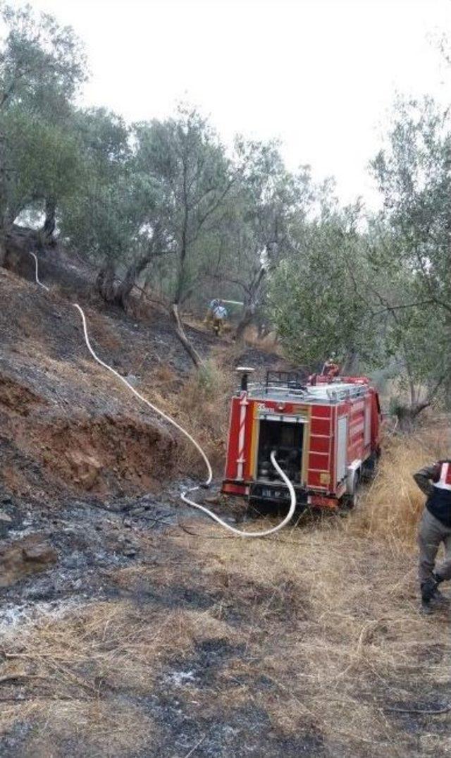 Zeytinlik Yangınına Müdahale Edildi