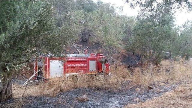 Zeytinlik Yangınına Müdahale Edildi