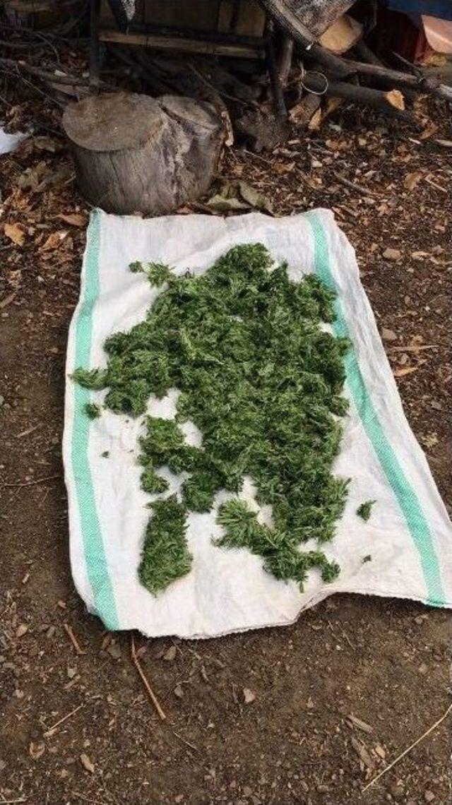 İzmir&rsquo;de 70 Kilo Bonzai Ele Ge&ccedil;irildi 1