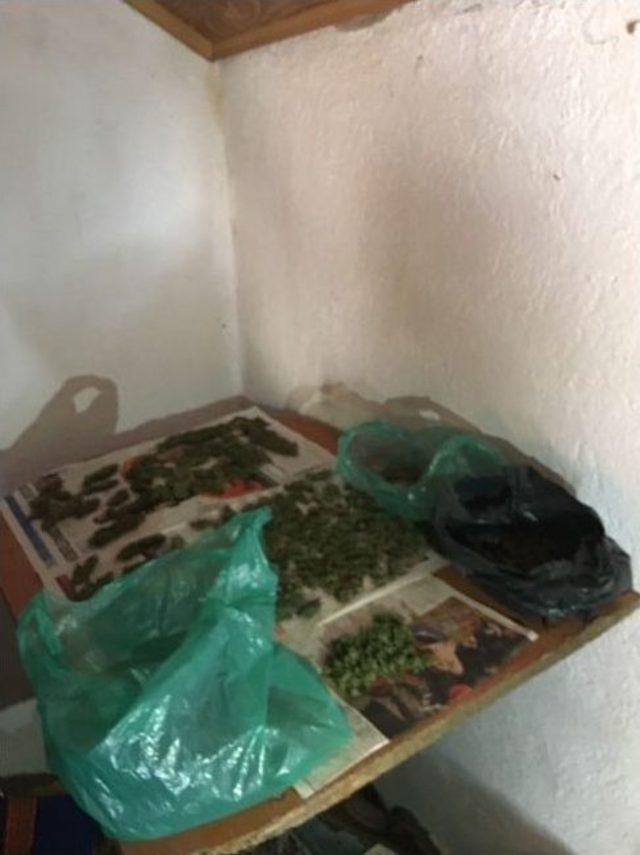 İzmir&rsquo;de 70 Kilo Bonzai Ele Ge&ccedil;irildi 2