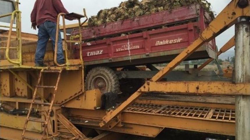 Yenişehir&rsquo;de 50 Bin Ton Pancar Rekoltesi Bekleniyor