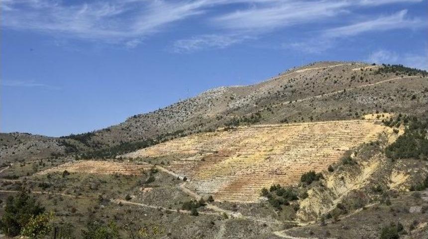 Orman İşletme Bozuk Ormanlara ‘çam’ Değil ‘ceviz’ Dikecek