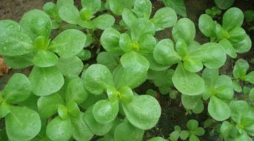 Semizotu İle Hastalıklara Meydan Okuyun