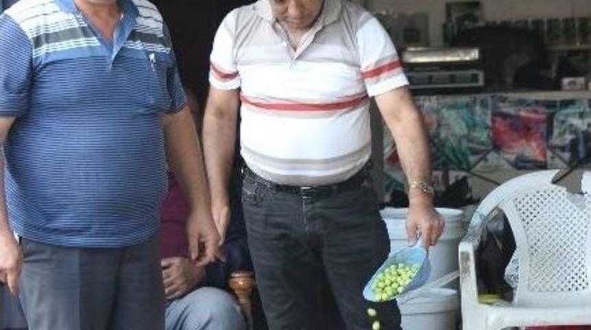 Kilis&rsquo;te Sofralık Yeşil Zeytin Piyasada