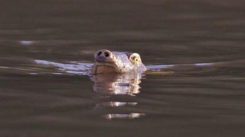 G&ouml;renler timsaha benzetiyor!