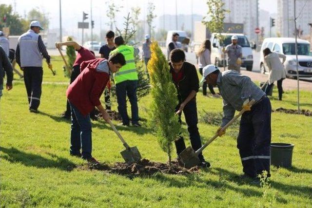 Konaklar Mahallesinde 500 Çam Fidanı Dikildi