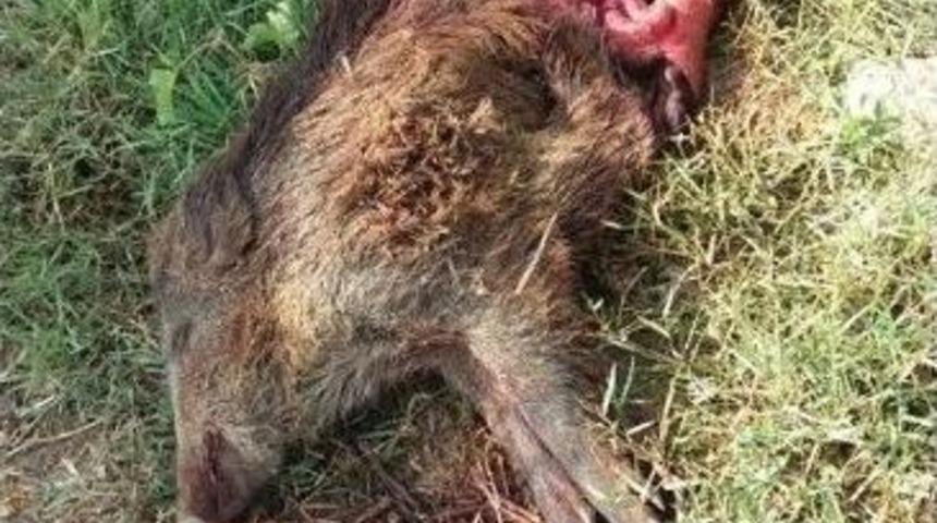 Ara&ccedil; Yoluna İnen Domuzlar Kamyon Altında Kaldı