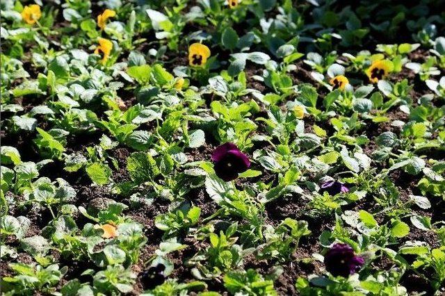 Menekşeler Ke&ccedil;i&ouml;ren&rsquo;i Renklendirdi 1