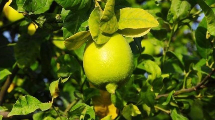 Limon &Uuml;reticisinin Y&uuml;z&uuml; G&uuml;ld&uuml;