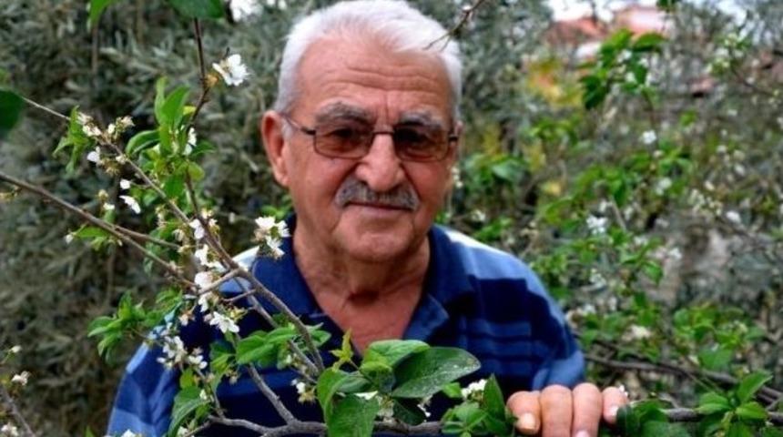 Erik Ağacı İkinci Kez &Ccedil;i&ccedil;ek A&ccedil;tı