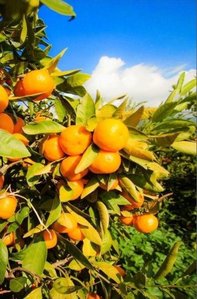 Satsuma Mandalina İhracatında Rusya Sevinci