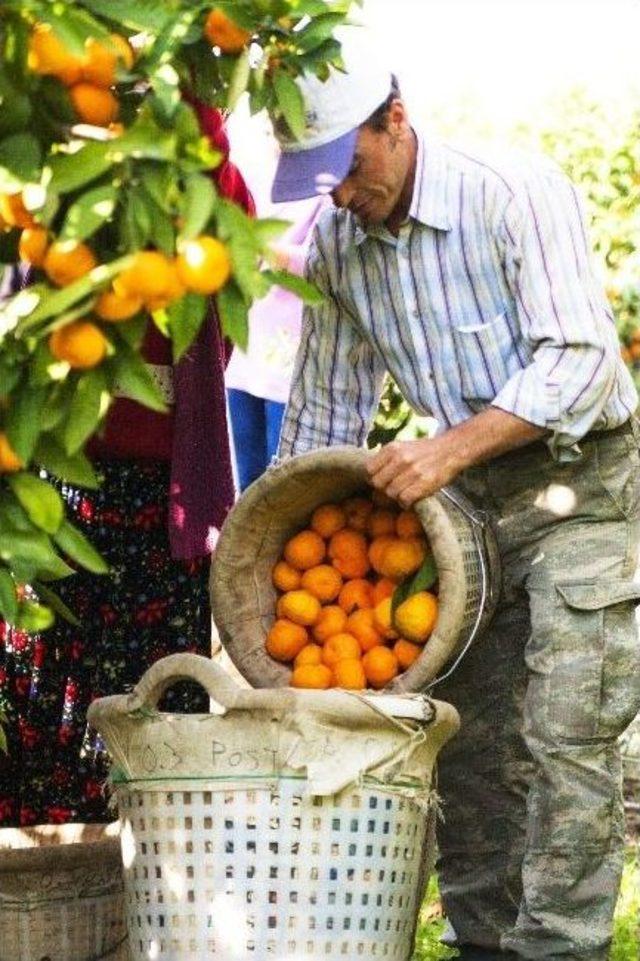 Satsuma Mandalina İhracatında Rusya Sevinci