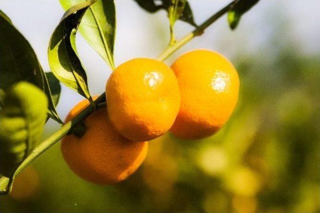 Satsuma Mandalina İhracatında Rusya Coşkusu Yaşanıyor