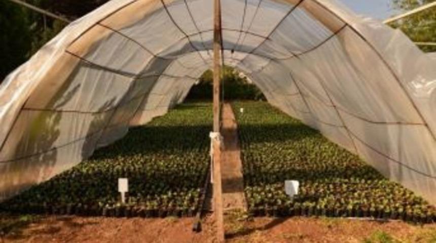 Diyarbakır&rsquo;da Yeşil Alanlarda Kullanılmak &Uuml;zere 300 Bin &Ccedil;i&ccedil;ek Poşetleniyor