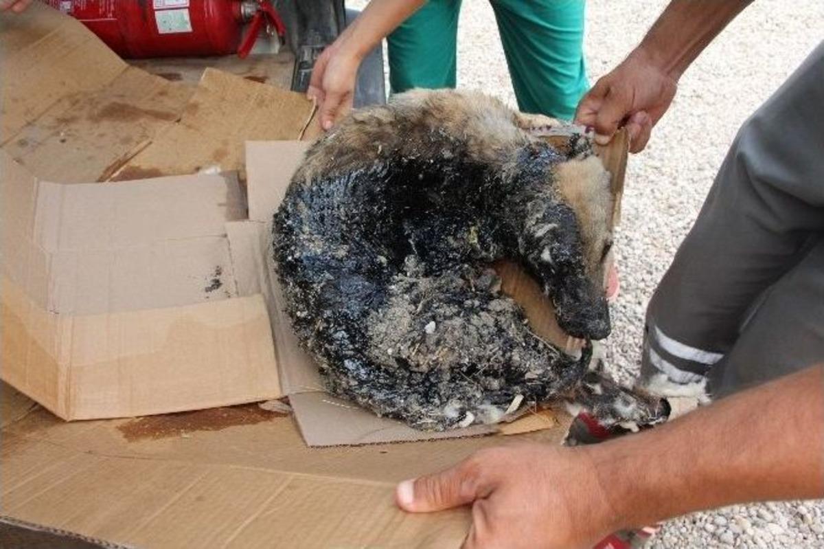 Zifte Giren K&ouml;pek Kurtarıldı