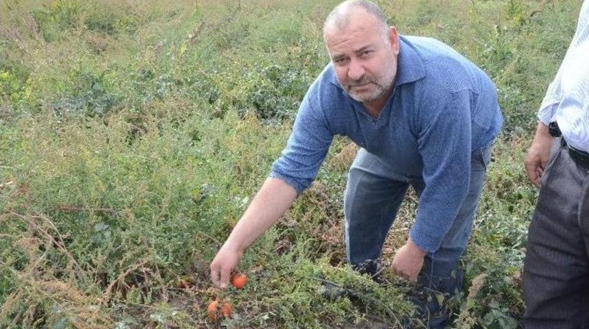 Sebzede Hasat Yılı Sonu