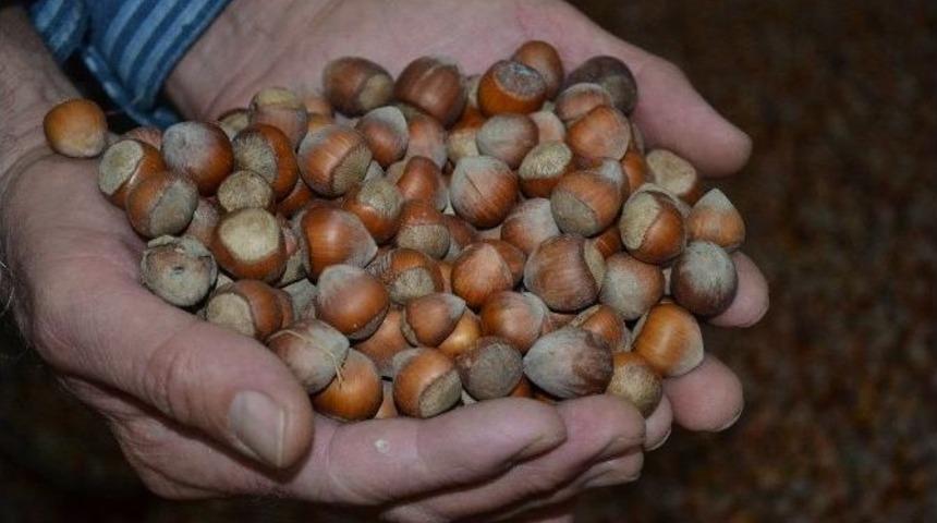 Fındık &Ccedil;akıldı, &Uuml;reticili Tepkili