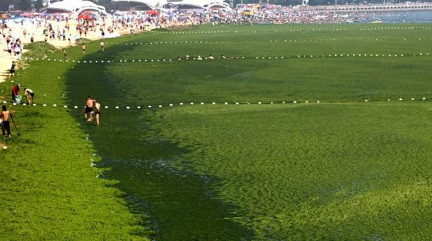 &Ccedil;in'de yosun istilası