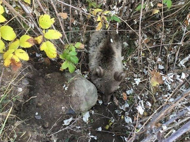 Kars&rsquo;ta Trenin &Ccedil;arptığı Ayı Yavrusu Yaralandı 1