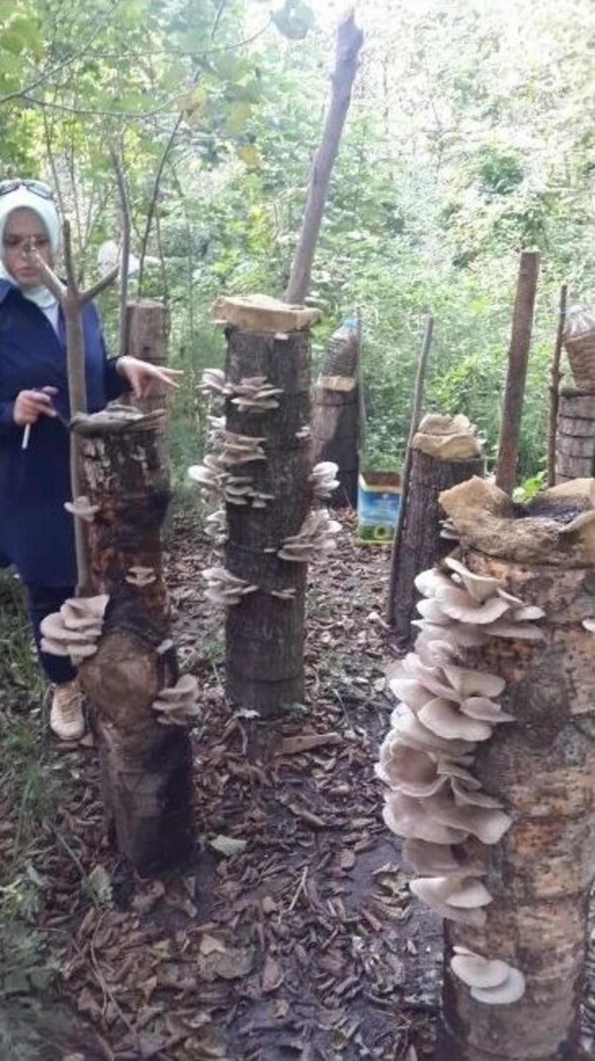 İstiridye Mantarında Sonu&ccedil; Başarılı