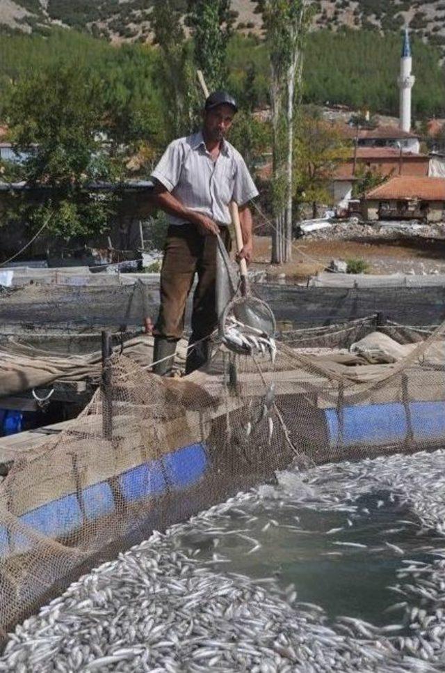 Alabalık Tesisinde Yaklaşık 1,5 Milyon Balık Telef Oldu 1