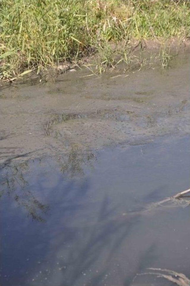 Alabalık Tesisinde Yaklaşık 1,5 Milyon Balık Telef Oldu 2