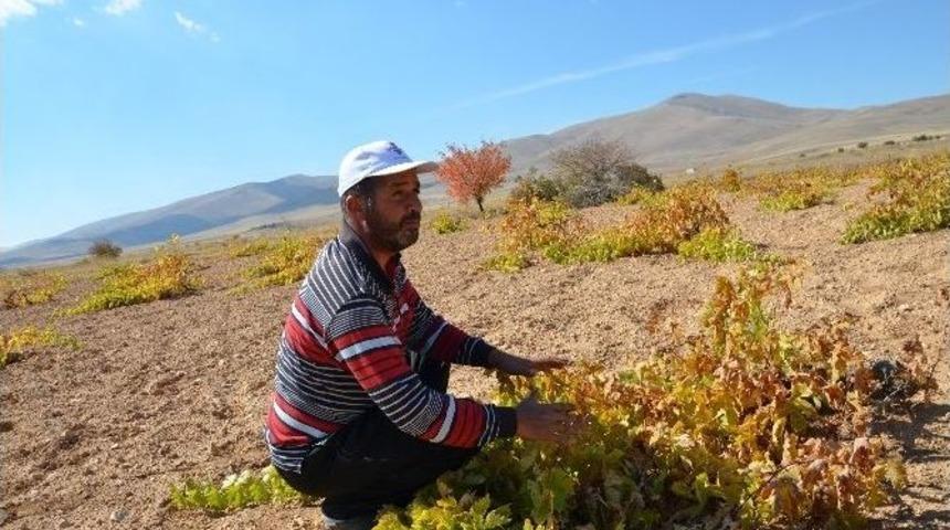 Darende’de Üzüm Yetiştiriciliği Yok Olmak Üzere