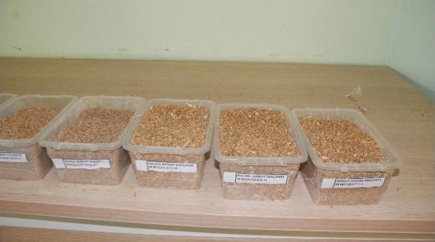 Şutb&rsquo;de Buğday İhalesi Yapıldı