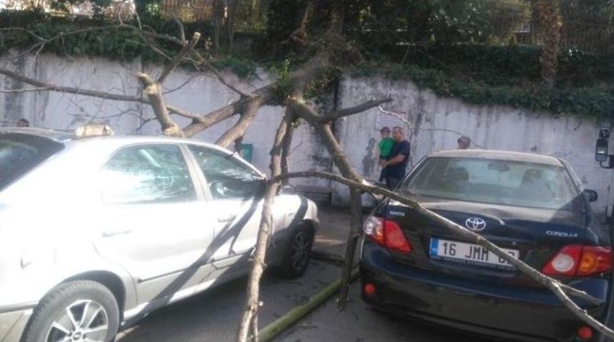 Lodostan Devrilen Ağa&ccedil; Park Halindeki 5 Aracın &Uuml;zerine D&uuml;şt&uuml;