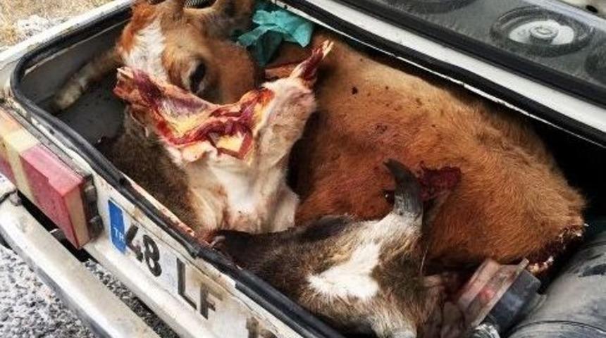 Hırsızlığın B&ouml;ylesi