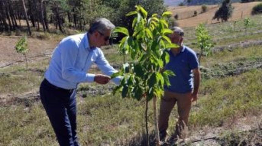 G&uuml;m&uuml;şhane&rsquo;de Yıllarca Yanlış T&uuml;r Ceviz Dikilmiş