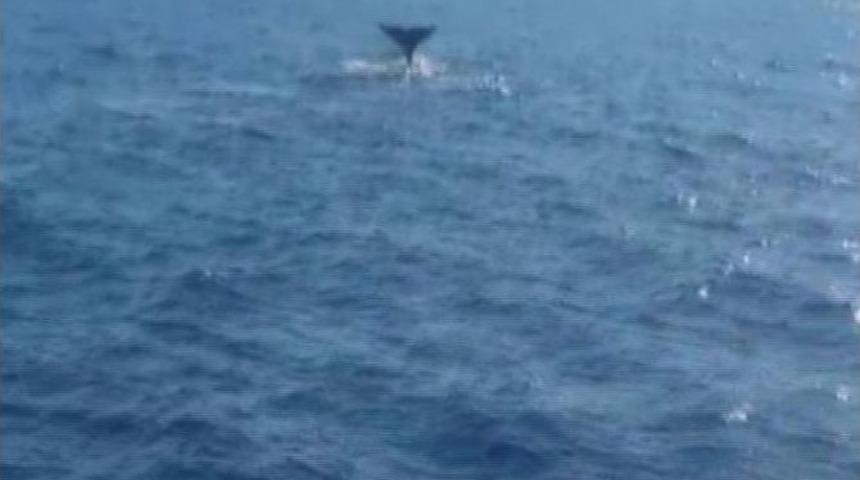 Sevimli Balina &Ccedil;ifti Marmaris Sularında