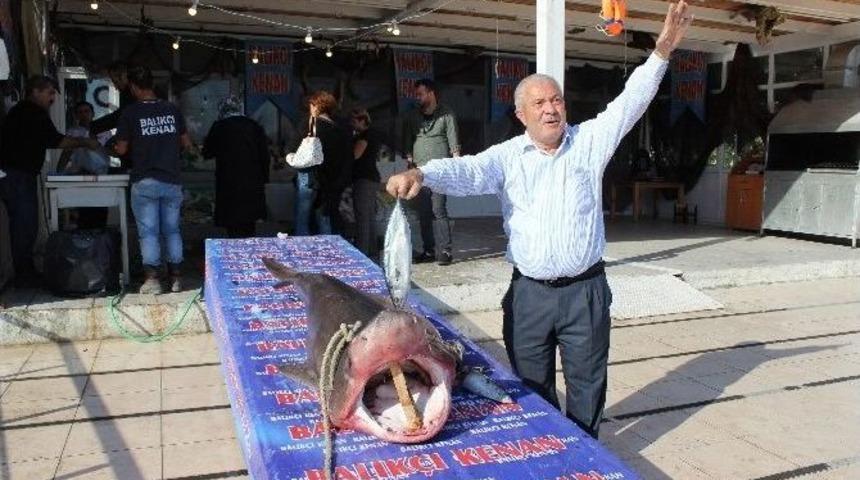 K&ouml;pekbalığı Kanser Hastalarına Şifa Olacak