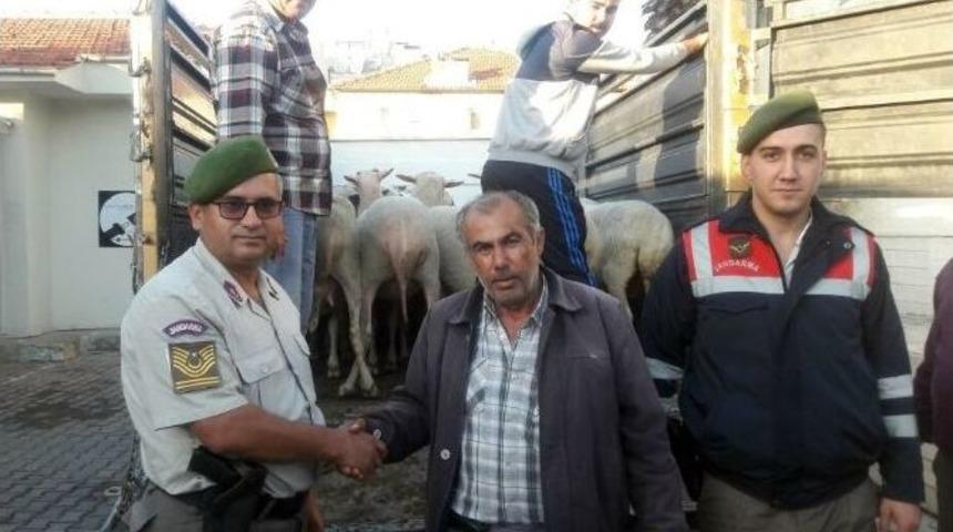 Koyun Hırsızları Jandarmadan Ka&ccedil;amadı