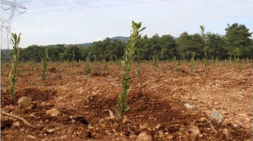 Atıl Durumdaki Bozuk Ormanlar Orman K&ouml;yl&uuml;s&uuml;ne Gelir Kapısı Oluyor