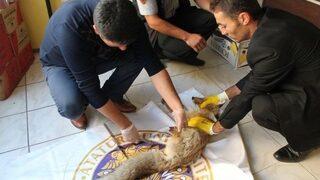 Demir Tele Takılan Tilki Yaralandı