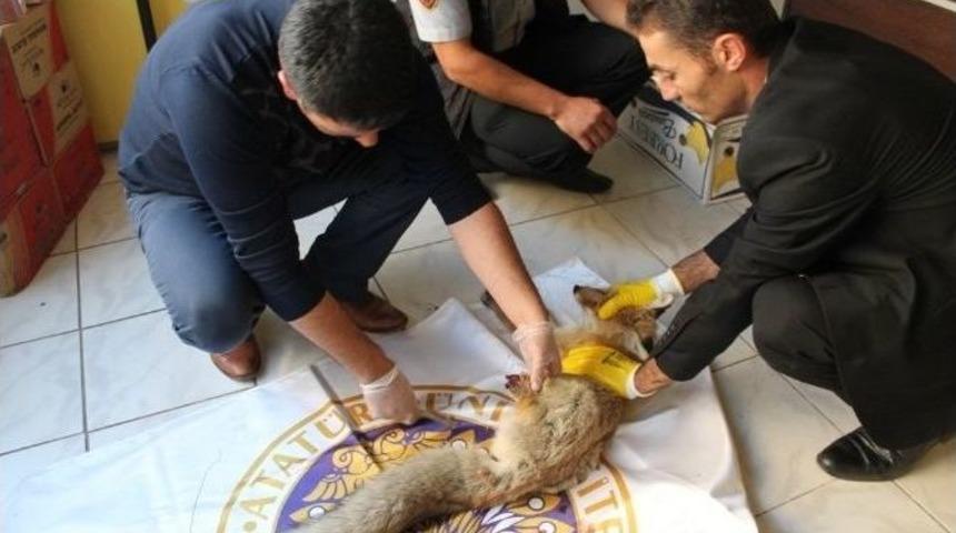 Demir Tele Takılan Tilki Yaralandı