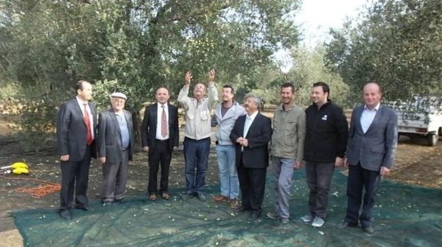 Burhaniye&rsquo;de Belediye Zeytinleri İhaleye &Ccedil;ıktı