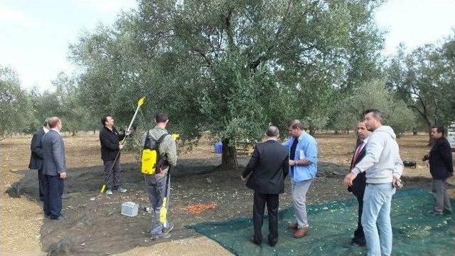 Burhaniye’de Belediye Zeytinleri İhaleye Çıktı