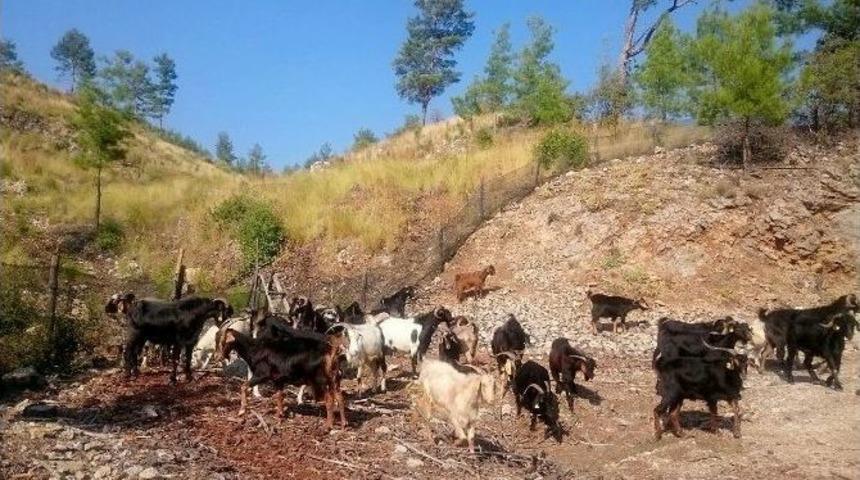 Ormanda Ke&ccedil;ilere Arı T&uuml;l&uuml; &Ouml;nlem