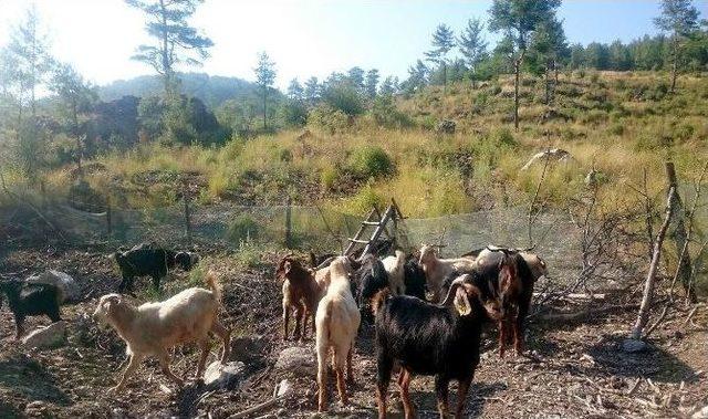 Ormanda Keçilere Arı Tülü Önlem