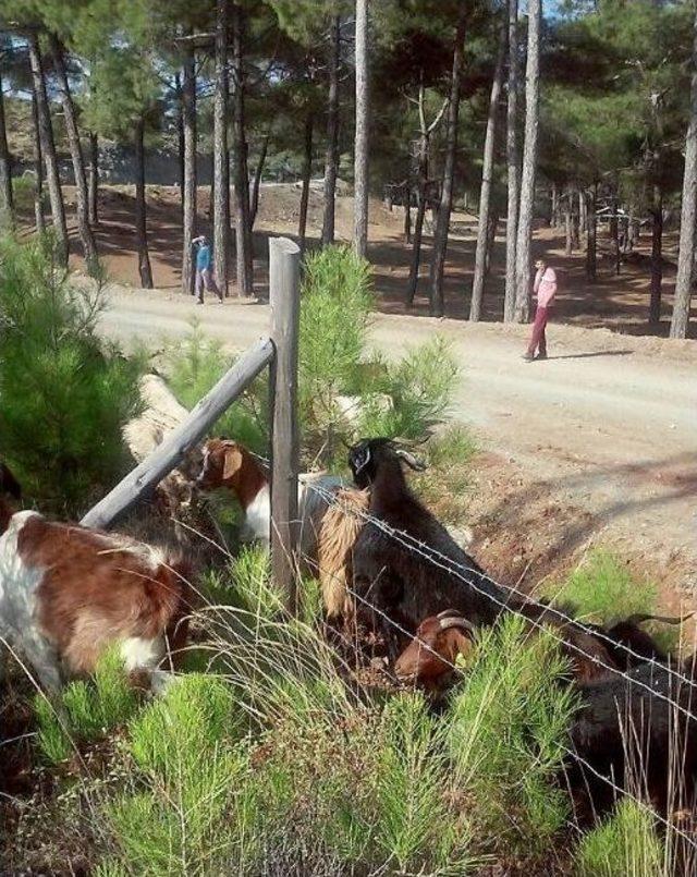 Ormanda Keçilere Arı Tülü Önlem