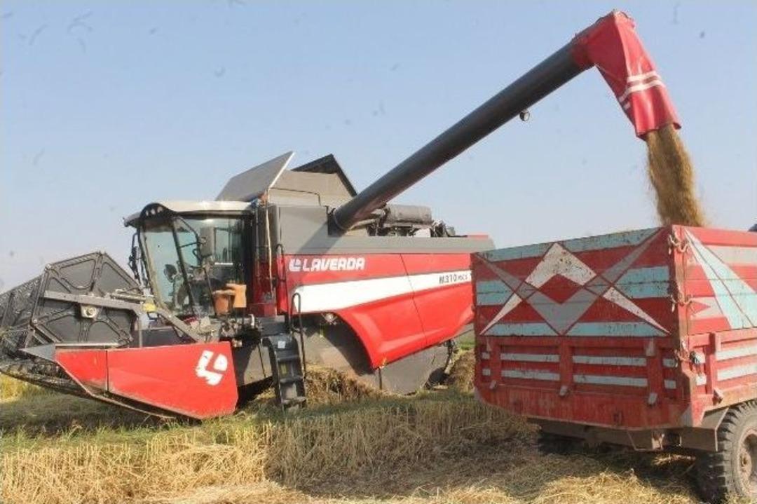 &Ccedil;eltik Hasatında Sona Gelindi