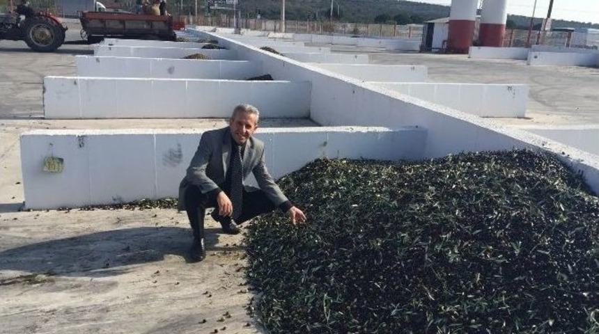 Ayvalık&rsquo;ta Tariş Zeytin Rekolte Beyannamelerinde Son Başvuru 1 Kasım