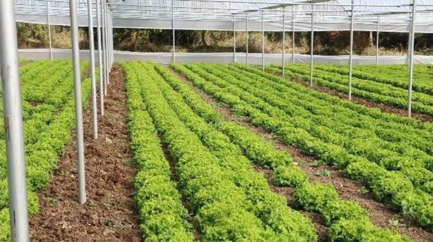 Gen&ccedil; &Ccedil;ift&ccedil;i Projesi İlk Meyvelerini Vermeye Başladı