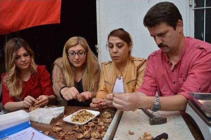 Niksar’da “altın Ceviz” Seçmeleri Yapıldı G1