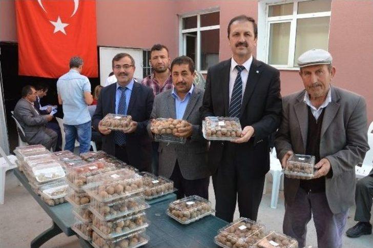 Niksar’da “altın Ceviz” Seçmeleri Yapıldı G2