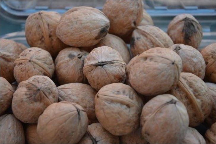 Niksar’da “altın Ceviz” Seçmeleri Yapıldı G3